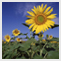 TAT Photo Gallery | Nature