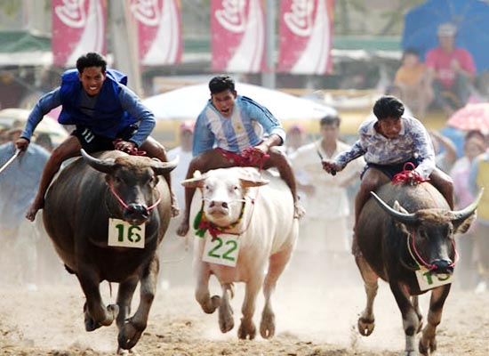 Buffalo Racing Festival